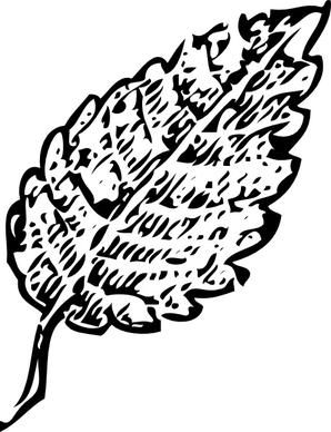 Outline Leaf clip art