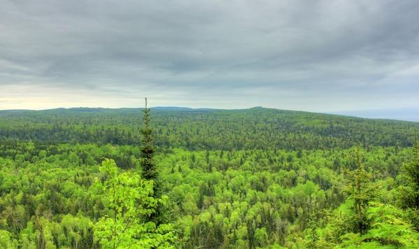 overview of the forest landscape at cascade river state park minnesota