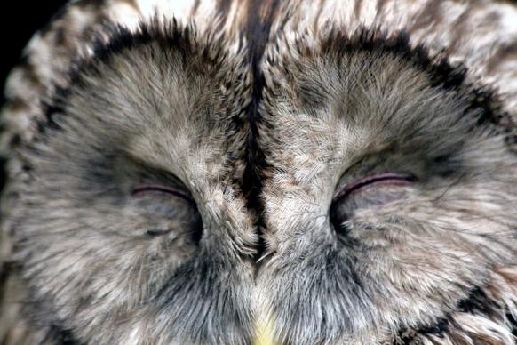 closeup of white feather owl