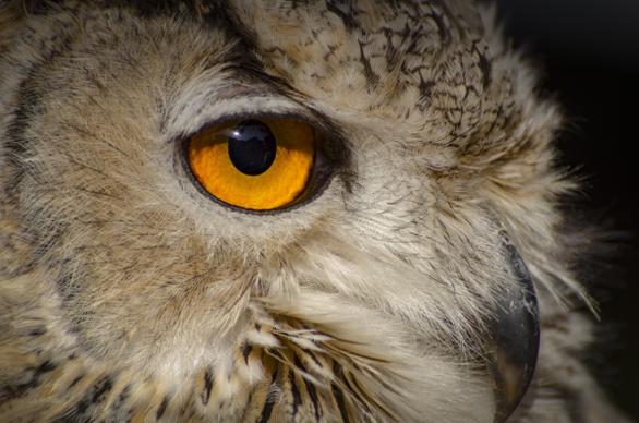 closeup of owls bright eye