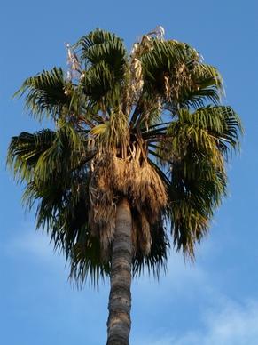 palm date palm phoenix palm
