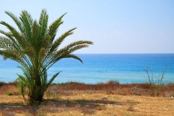 palm tree and sea