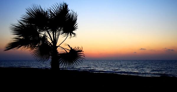 palm tree and sea at sunset