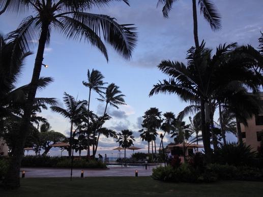 palm tree on resort at dusk
