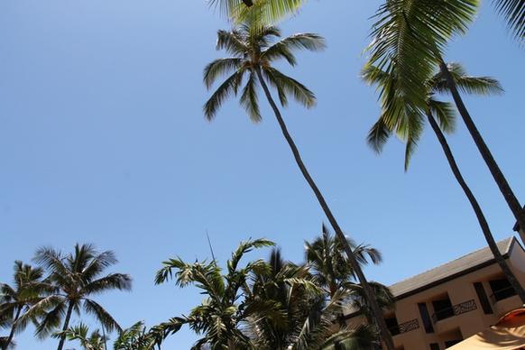 palm trees at hotel