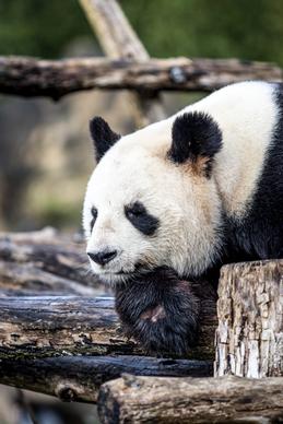 panda picture cute closeup elegance 