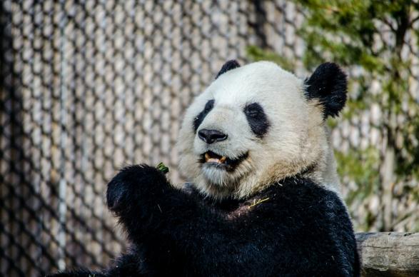 panda picture cute dynamic realistic 