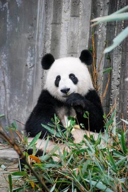 panda picture cute eating scene 