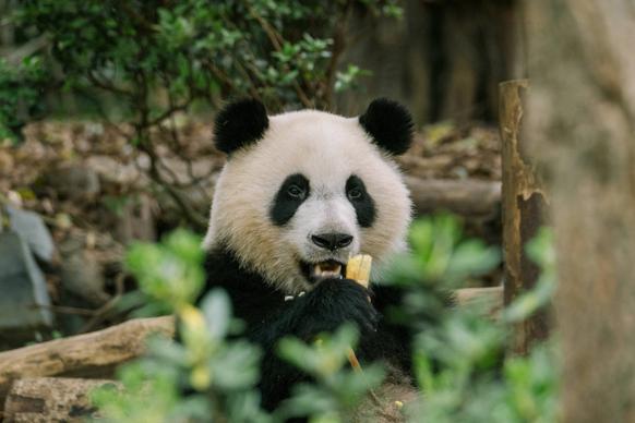 panda picture cute eating scene 