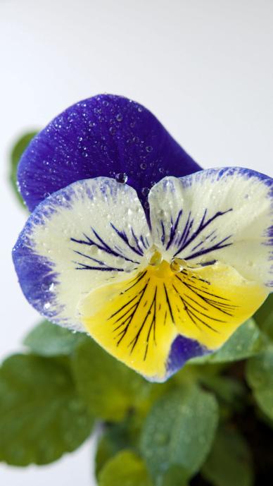Pansy flower backdrop elegant bright closeup