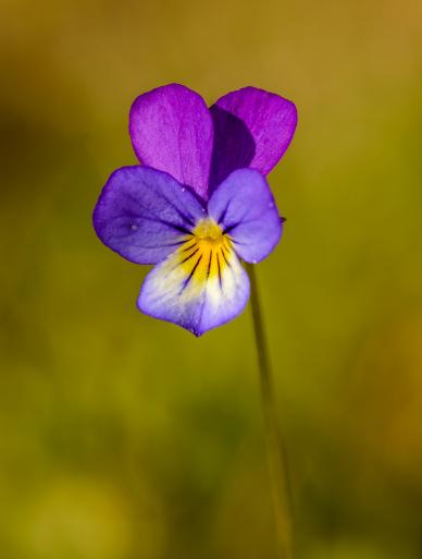 pansy flower backdrop picture elegant blurred closeup