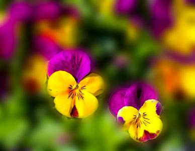 pansy flowers backdrop picture elegant blurred closeup