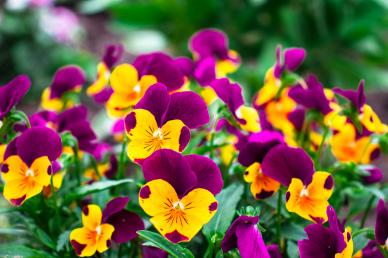 Pansy flowers garden backdrop picture elegant bright modern