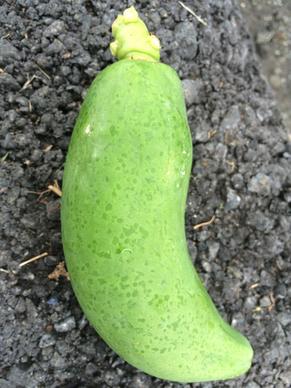 papaya ringspot symptoms on immature fruit