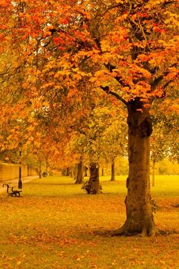 park in yellow autumn