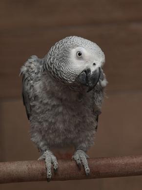 parrot african grey