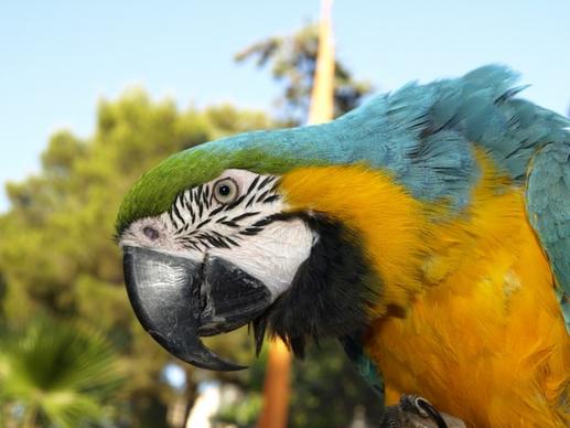 parrot bird ara