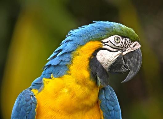 parrot bird yellow