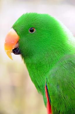 parrot birds parakeet