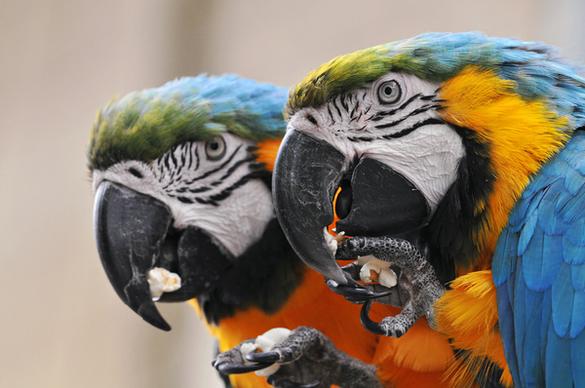 parrots love popcorn