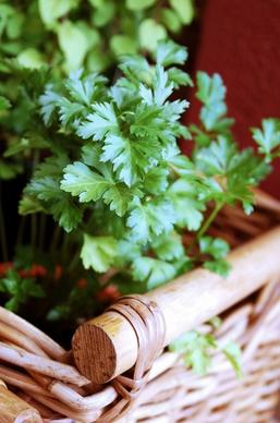 parsley herbs aromatic herbs