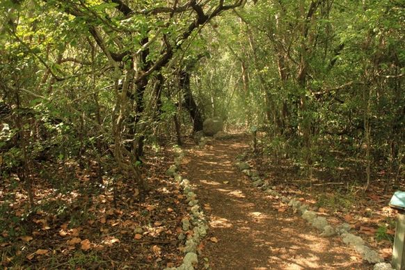 path between trees at key largo florida