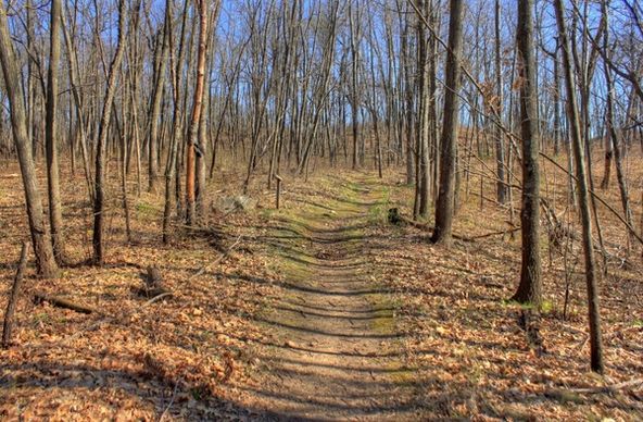 path through the forest at kettle moraine south wisconsin