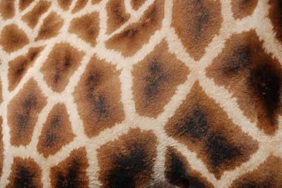 patterns giraffe reticulated giraffe