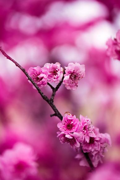 peach blossom backdrop blurred closeup realistic