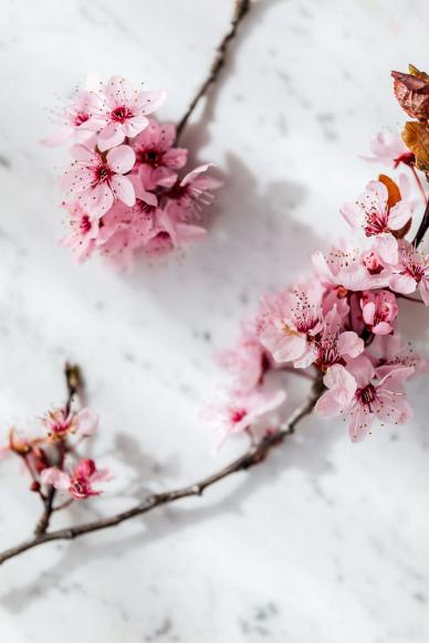 peach blossom backdrop elegant closeup