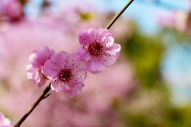 peach blossom backdrop elegant closeup petals
