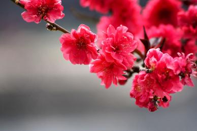 peach blossom backdrop picture elegant closeup