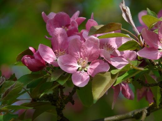 peach-tree blossom peach tree bloom