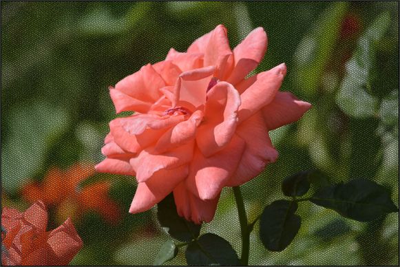 peachy rose