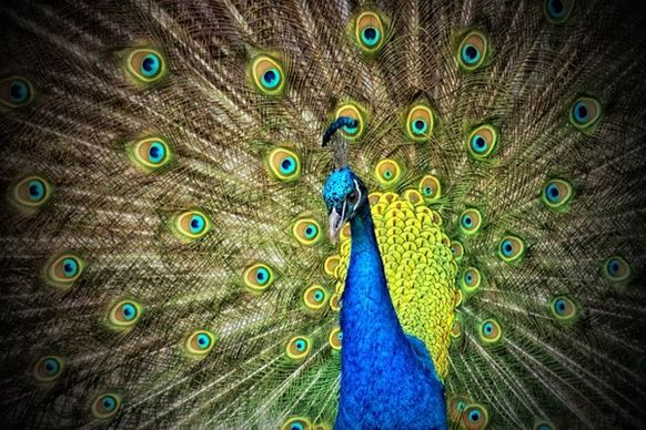 peacock animal iridescent