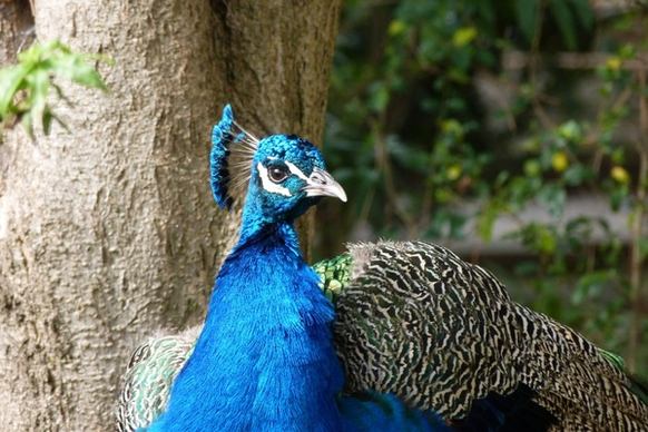 peacock bird color