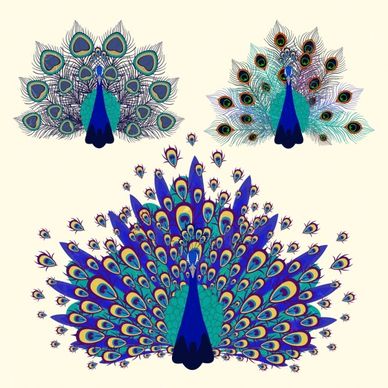 peacock icons multicolored feather decoration flat design