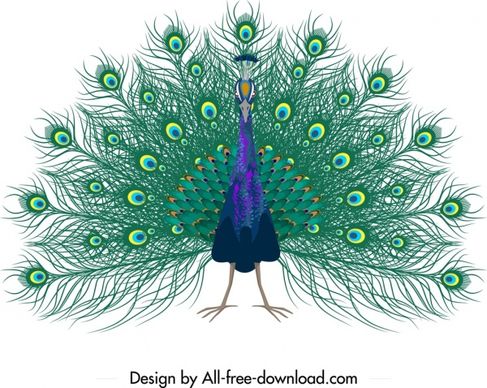 peacock painting sketch colorful showy decor