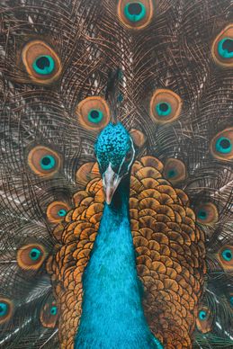 peacock picture elegant gorgeous closeup
