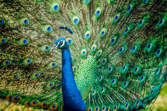 peacock picture elegant gorgeous tail 
