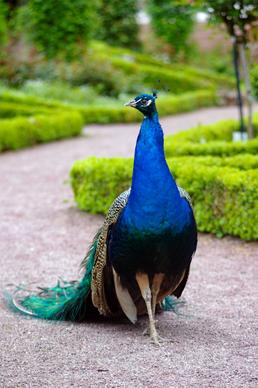 peacock picture elegant modern realistic
