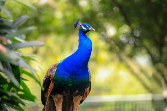 peacock picture elegant modern realistic 
