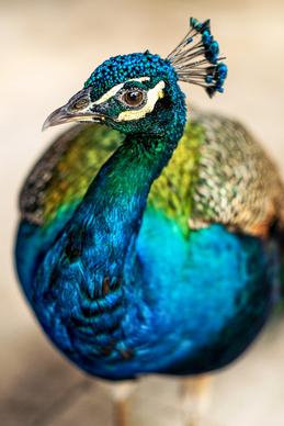 peafowl picture elegant closeup face