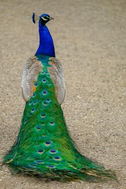 peafowl picture elegant gorgeous tail 