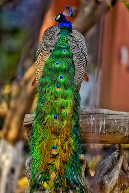 peafowl picture elegant gorgeous tail 