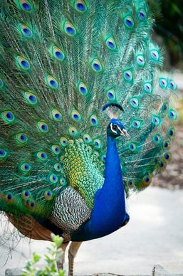 peafowl picture elegant gorgeous tail closeup 
