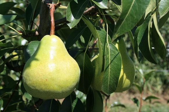 pear in tree