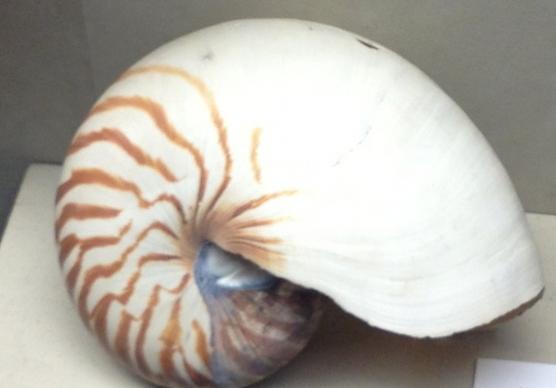 pearl nautilus shell