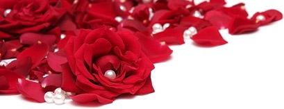pearl of red rose petals picture