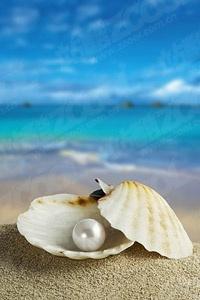pearl shells on the beach stock photo